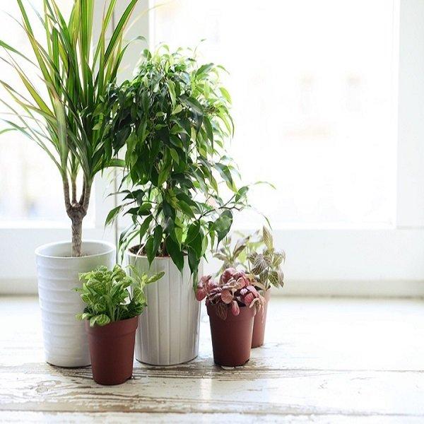 Air Purifying Set (5 Pieces)