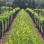 Wine Tasting