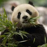 Smithsonian National Zoological Park