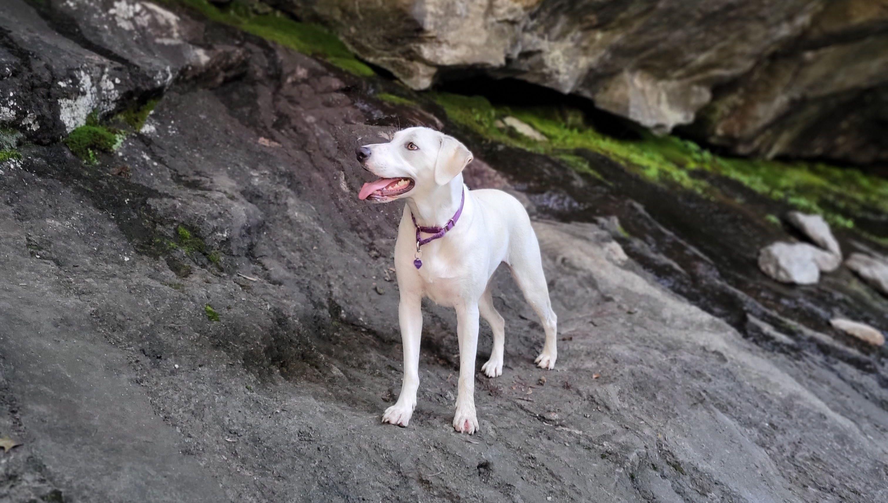 The Wedding Website of Jordan Sherrod and Andrew Lepore