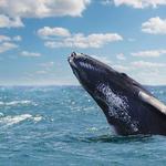 Go on a whale watching tour