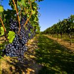 Woodinville Wine Country
