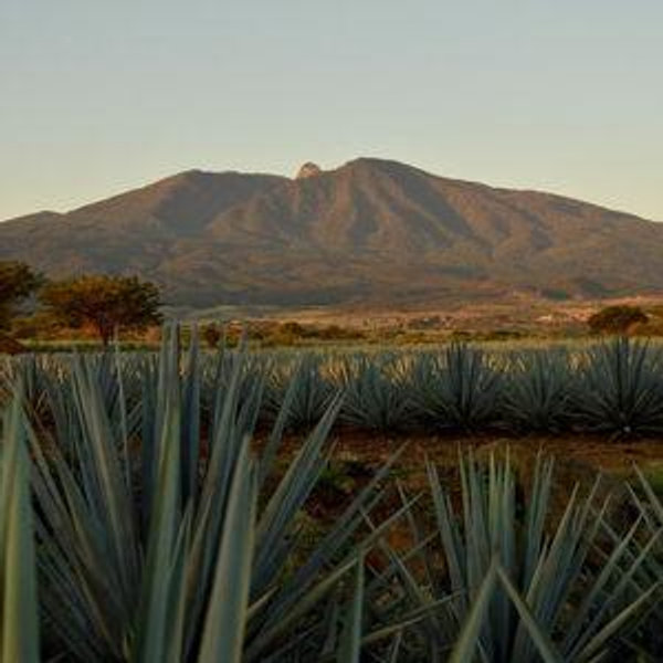 Tequila Tour