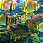 Ripley's Aquarium of Canada