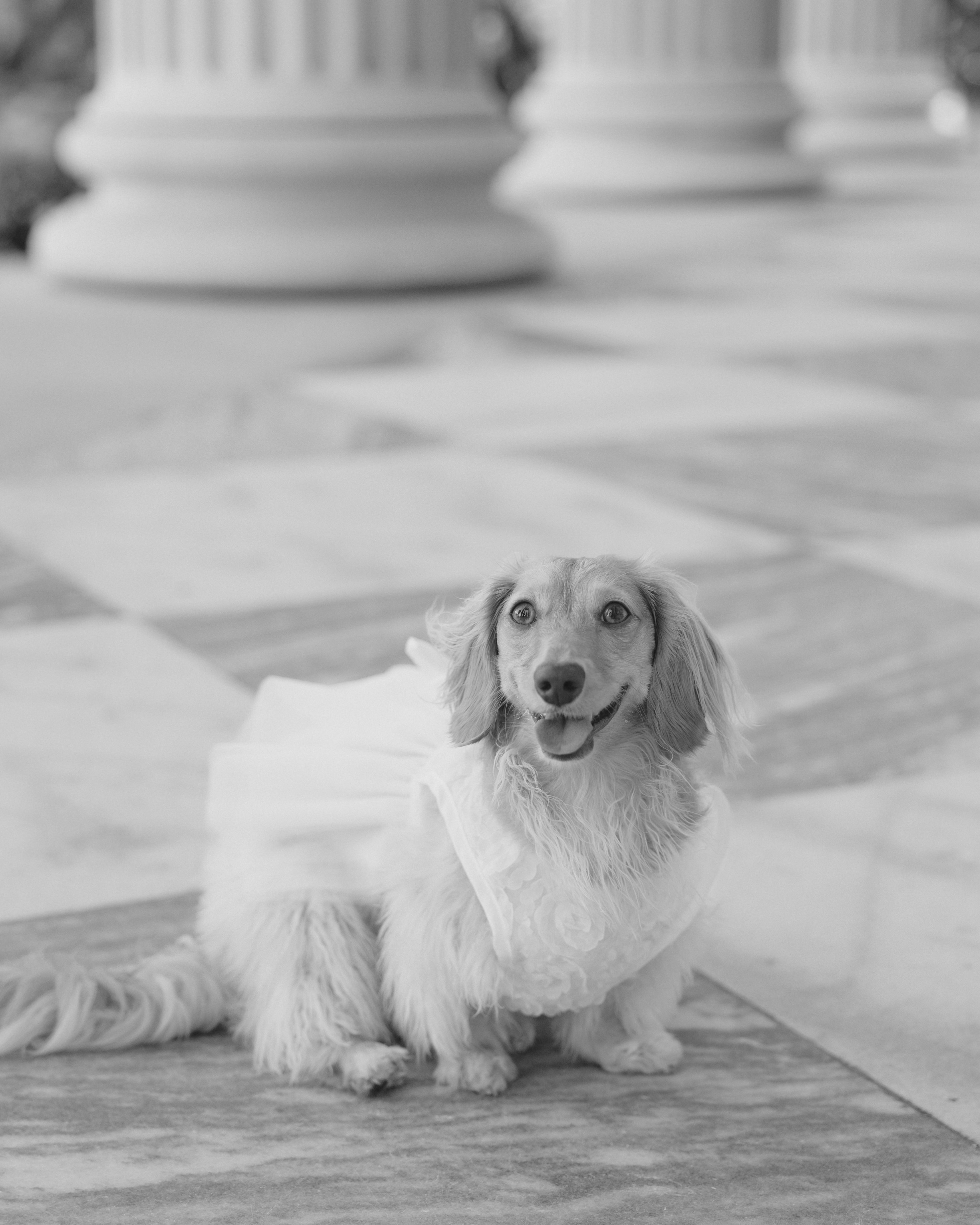 The Wedding Website of Lauren Whittlesey-Ferrera and Brandon Beck