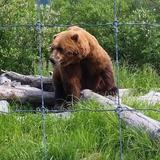 Alaska Wildlife Conservation Center
