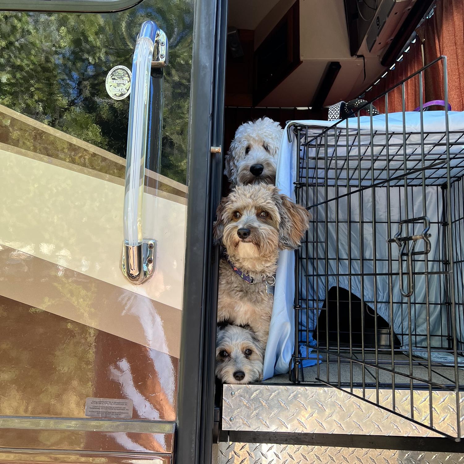 Camping Trip with the pups!