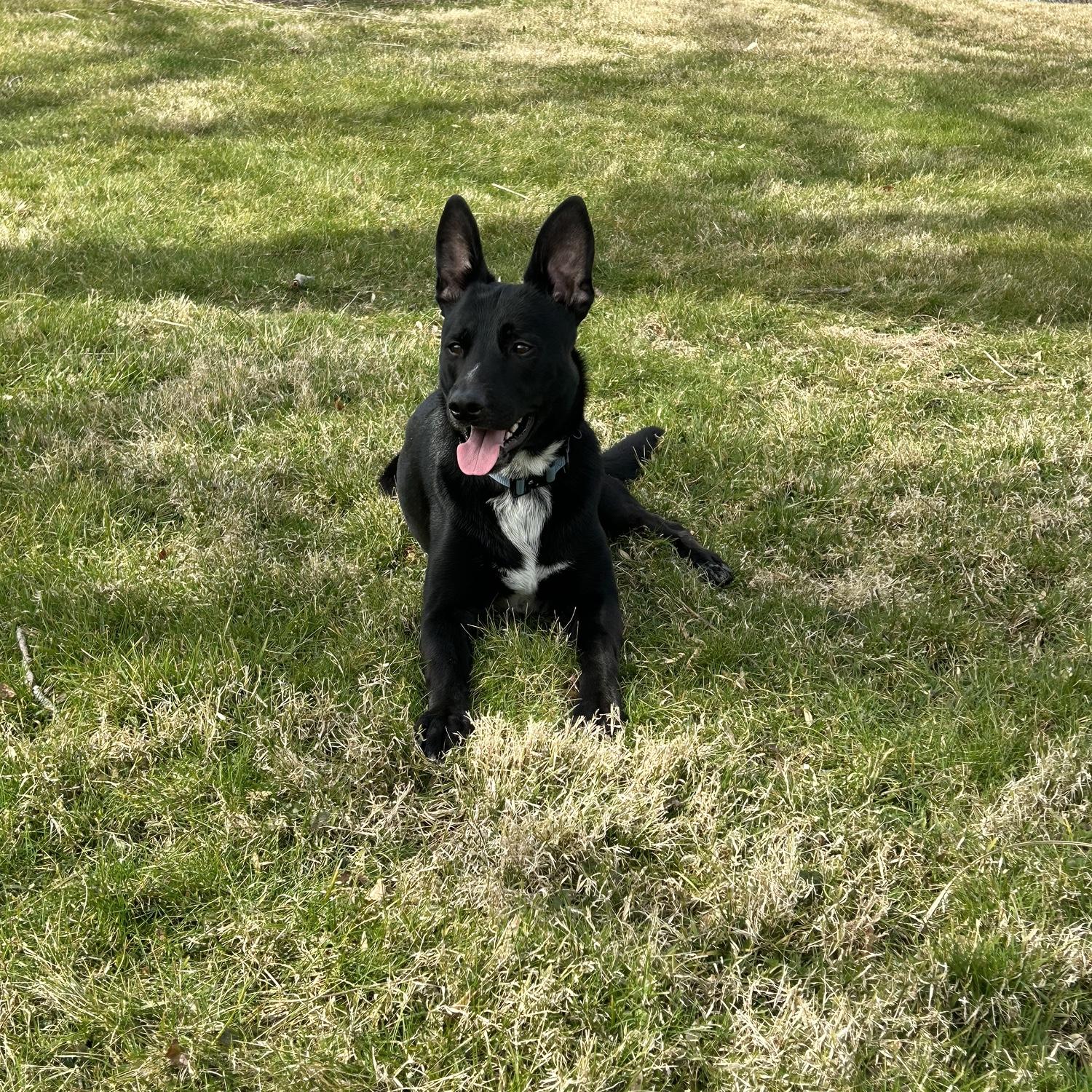 Our fur baby Milo