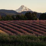 Hope Ranch Lavender