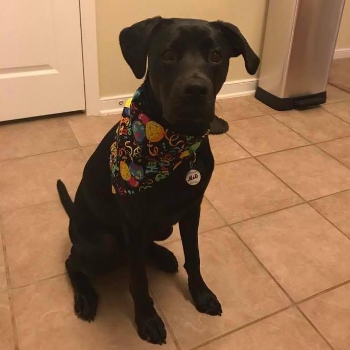 Celebrating our little muffin's first birthday.
November, 2017
