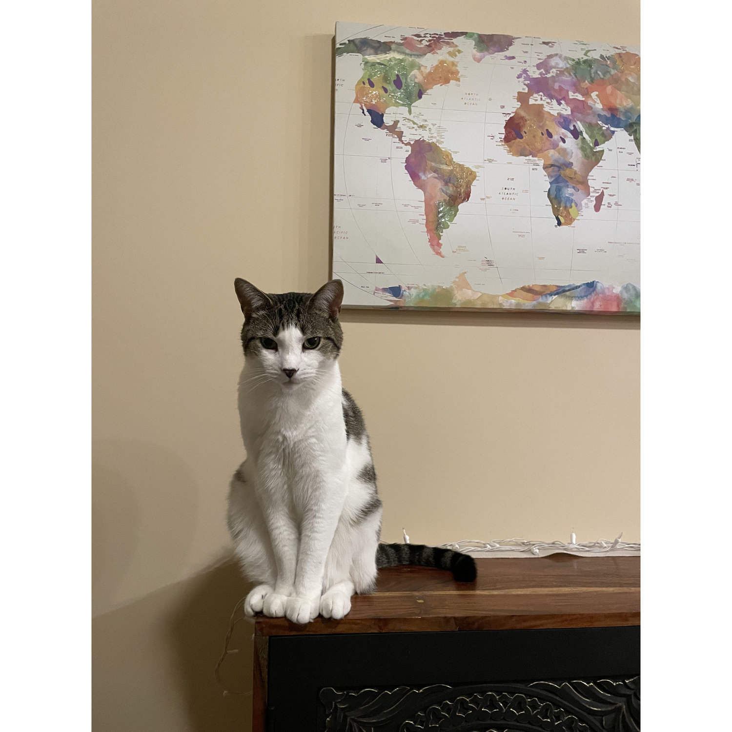 Cocoa