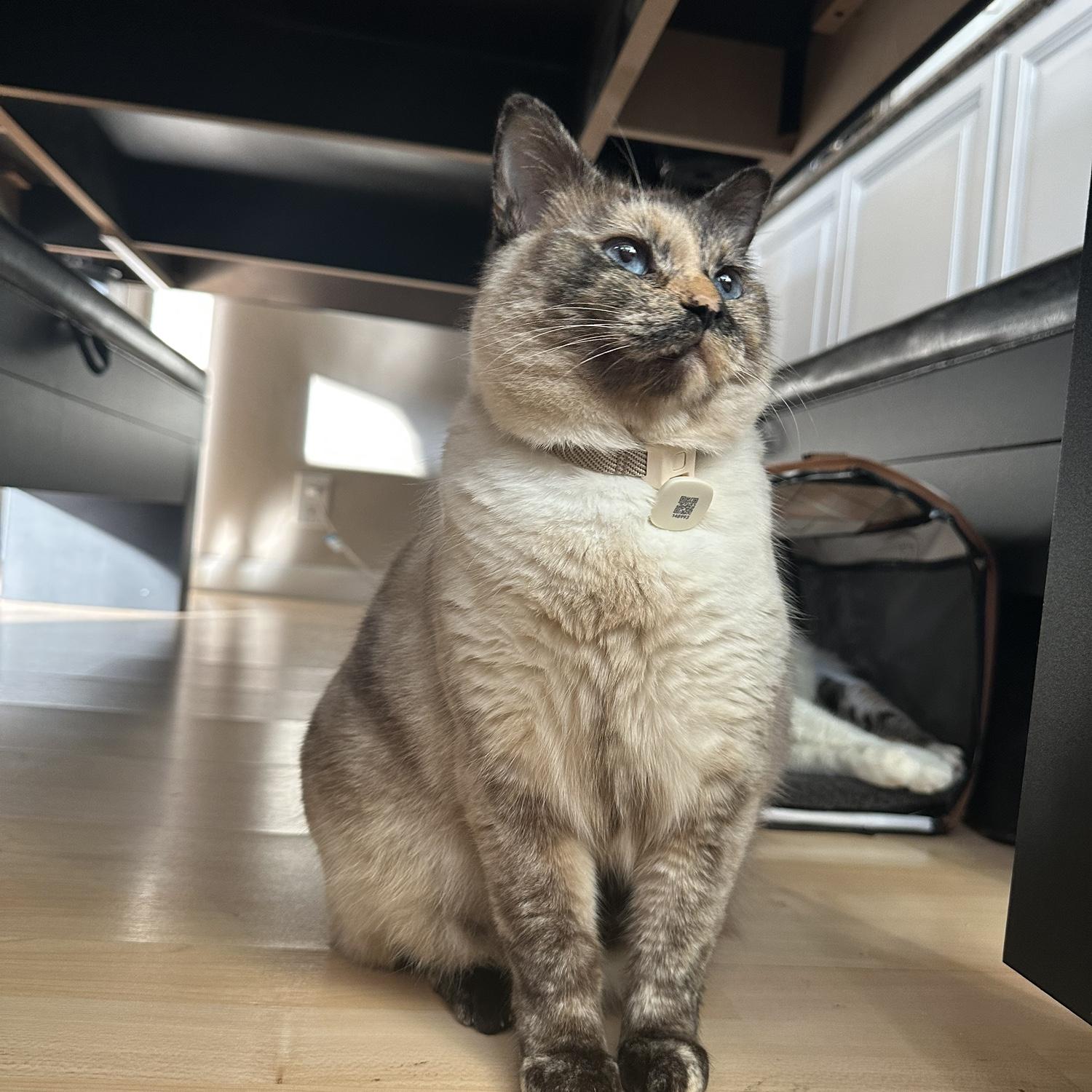 1/5/25 – Meet LG! After a year roaming the neighborhood, LG & Neko finally became our family! 🐾

Đây là LG! Sau một năm lang thang quanh khu phố, LG & Neko cuối cùng đã gia nhập gia đình!