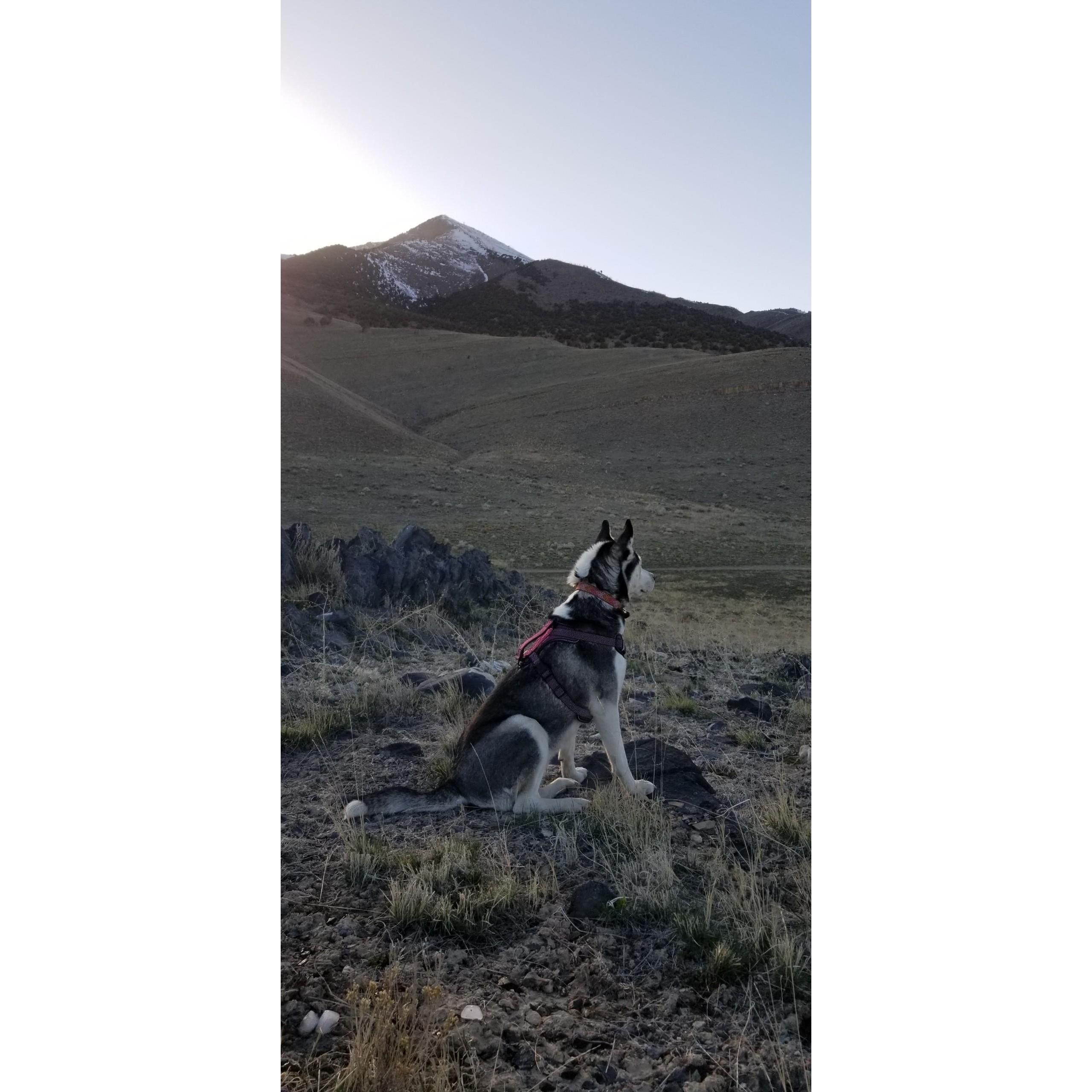 Our majestic Kuli dog