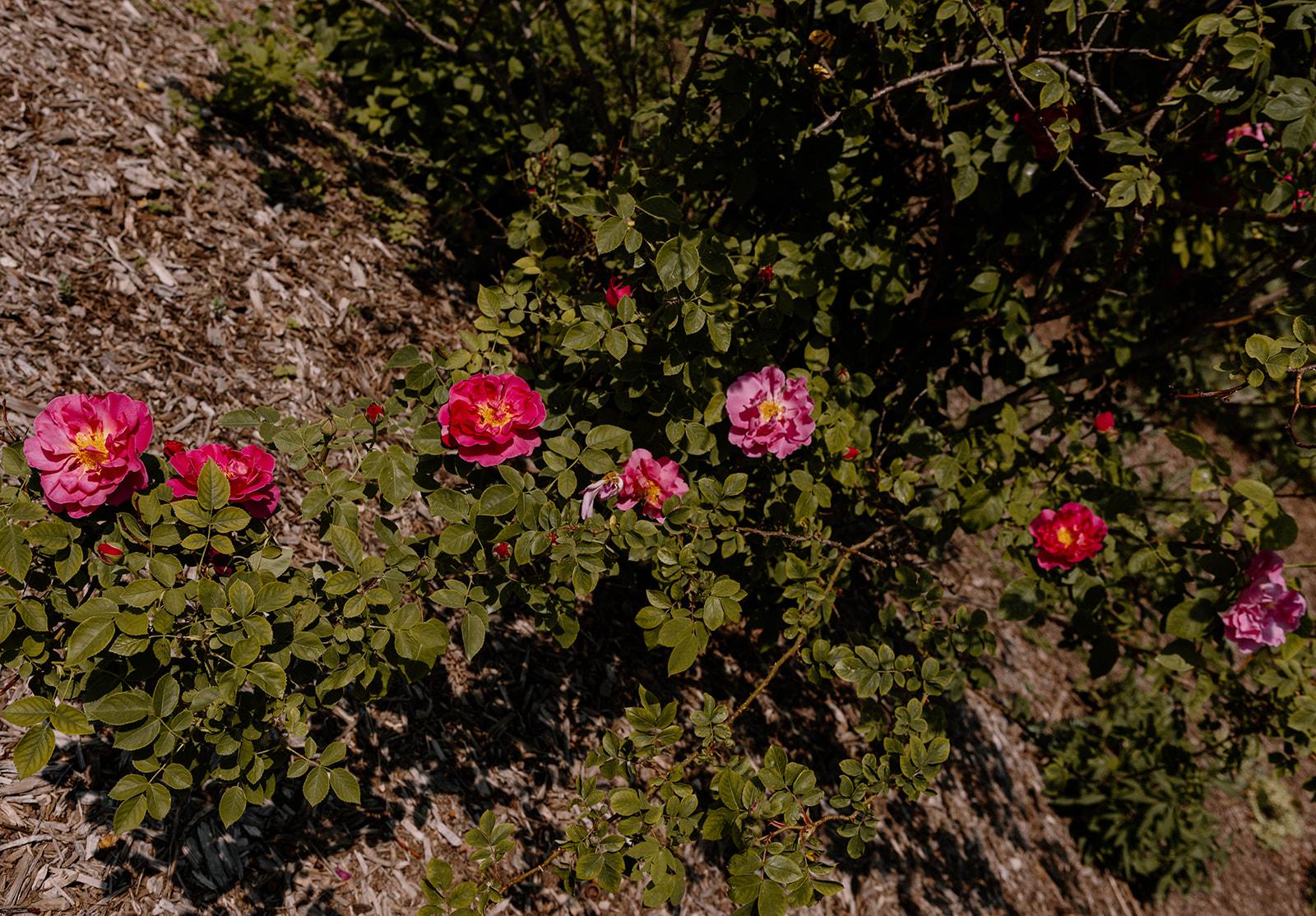 The Wedding Website of Emily Scalf and Jasper Girven