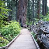 Calaveras Big Trees State Park