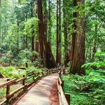 Muir Woods National Monument