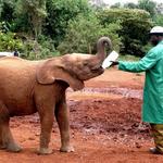 Sheldrick Elephant Orphanage