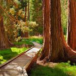 Sequoia National Park