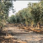 Queen Creek Olive Mill