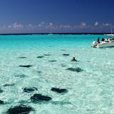 Stingray City Antigua