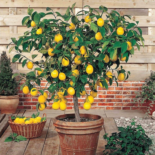 Meyer Lemon Tree - 3 Live Plants in 1 Gallon Pots - Florida Only - Beautiful Fruit Bearing Citrus for Patio and Garden