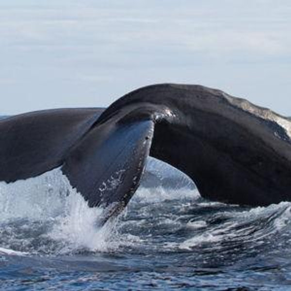 Whale Watching in Ireland