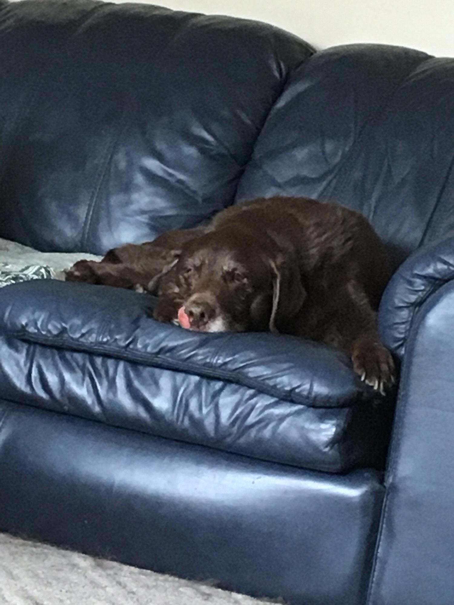 RIP Precious Maggie, The Coppola’s Family Dog☀️