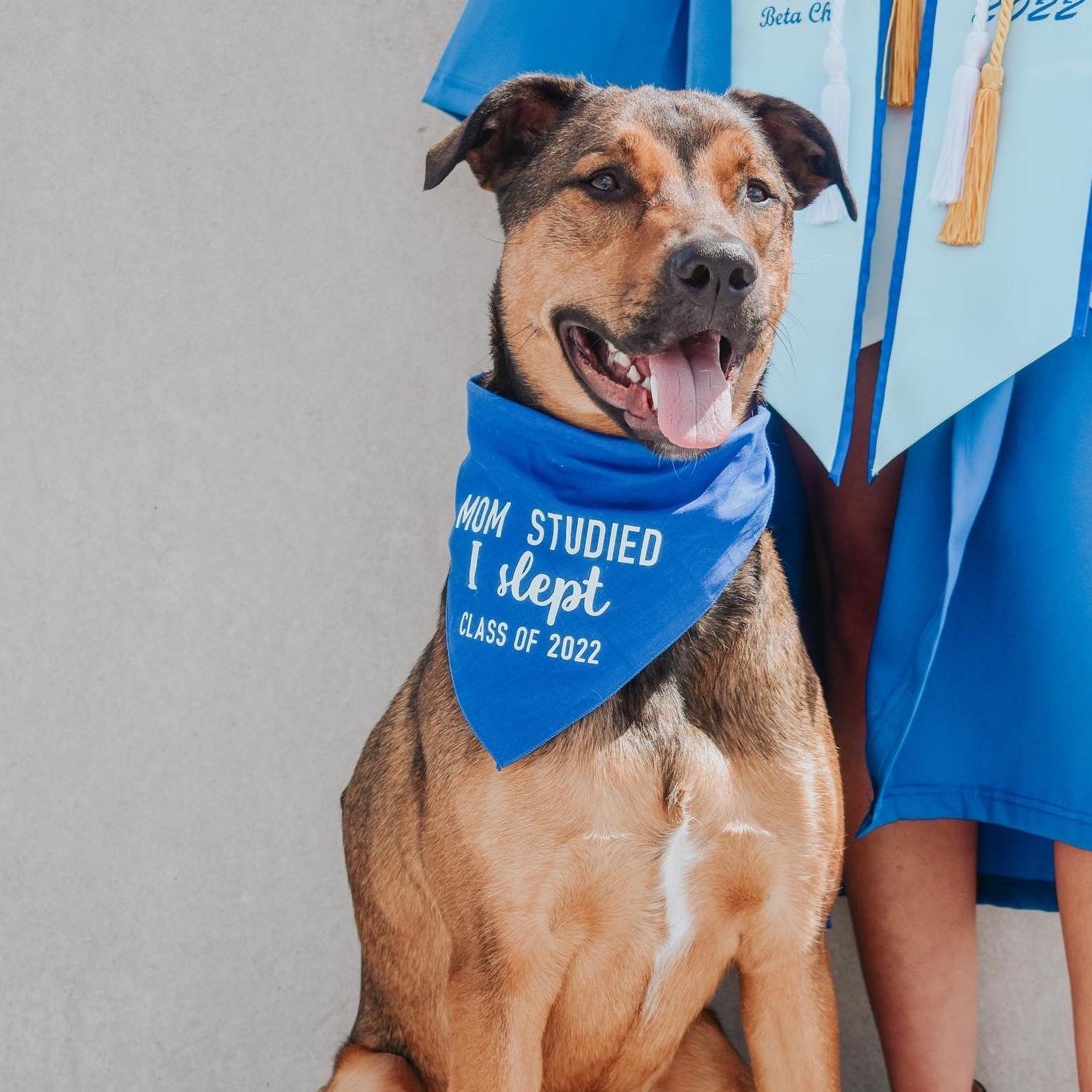 Pet Hotel For Our Honeymoon