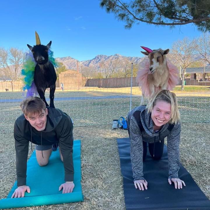 Goat yoga