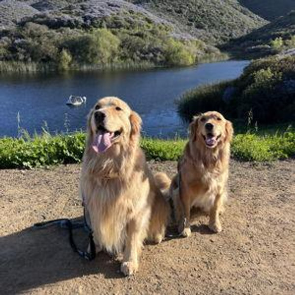 Golden Retriever Fund