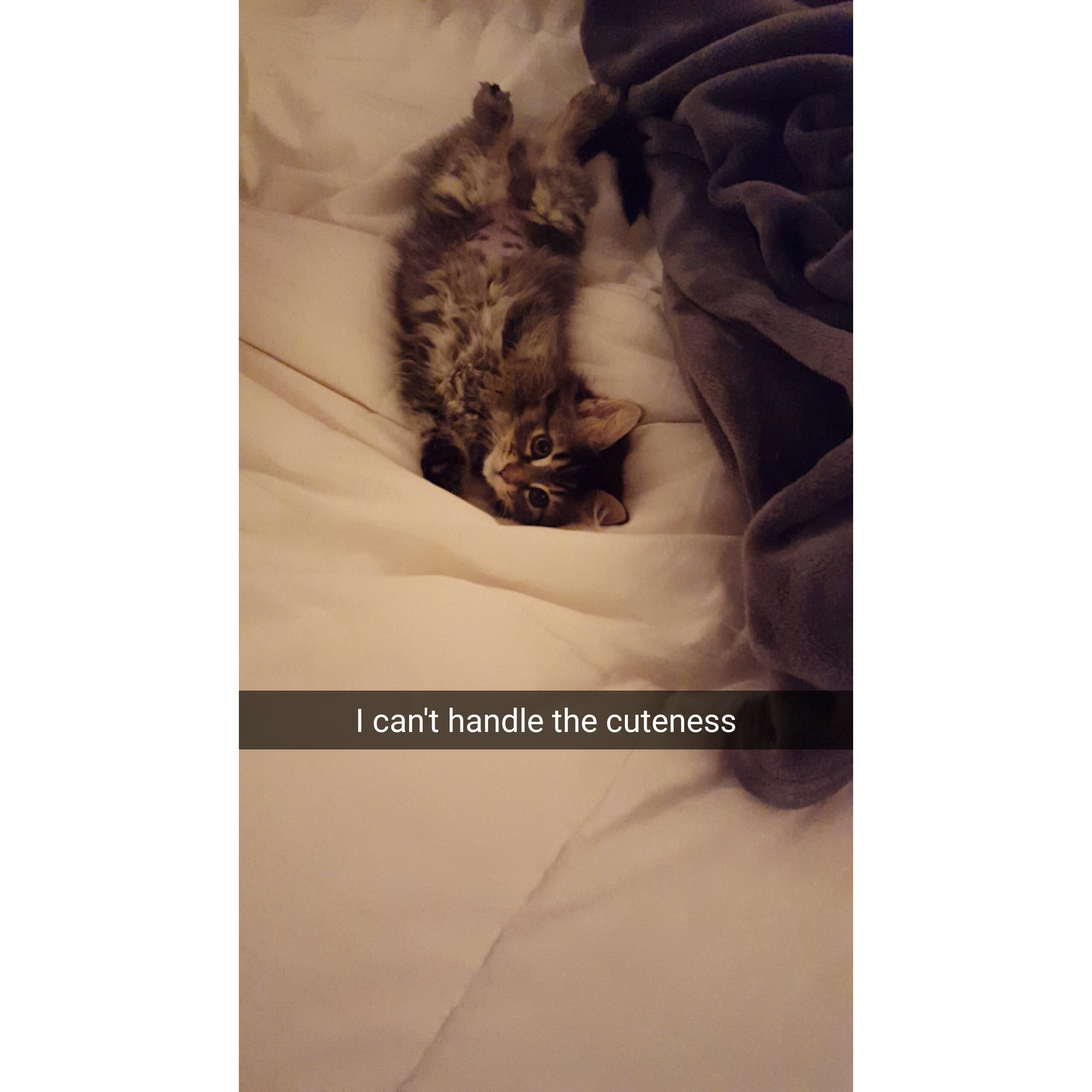Baby Leia joined our Family 2016