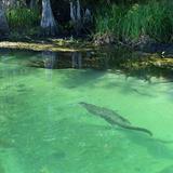 Wakulla Springs State Park