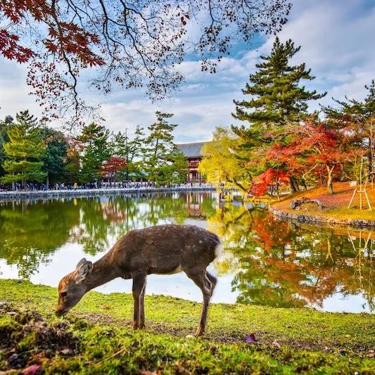 1 night in Nara
