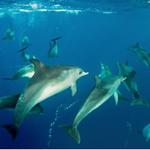 Swim with the Dolphins