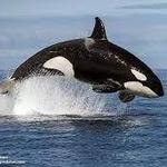 Whale Watching