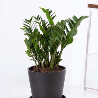 ZZ Plant