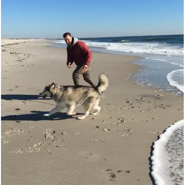 Kristens favorite pic of Morgan and Willow. Apparently wolves hate the ocean. Lido Beach, NY