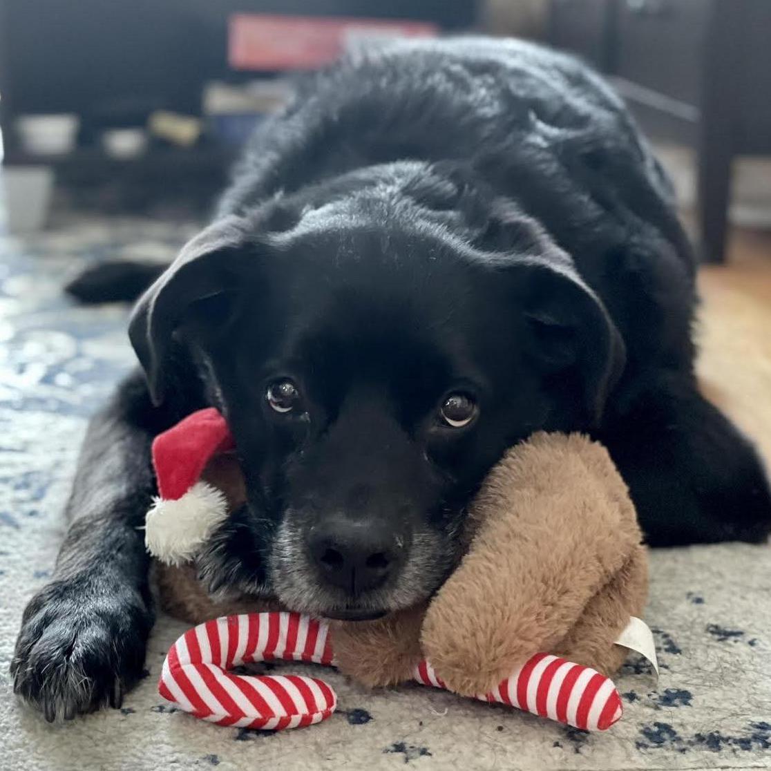Our dog, Wrigley, and his favorite toy.