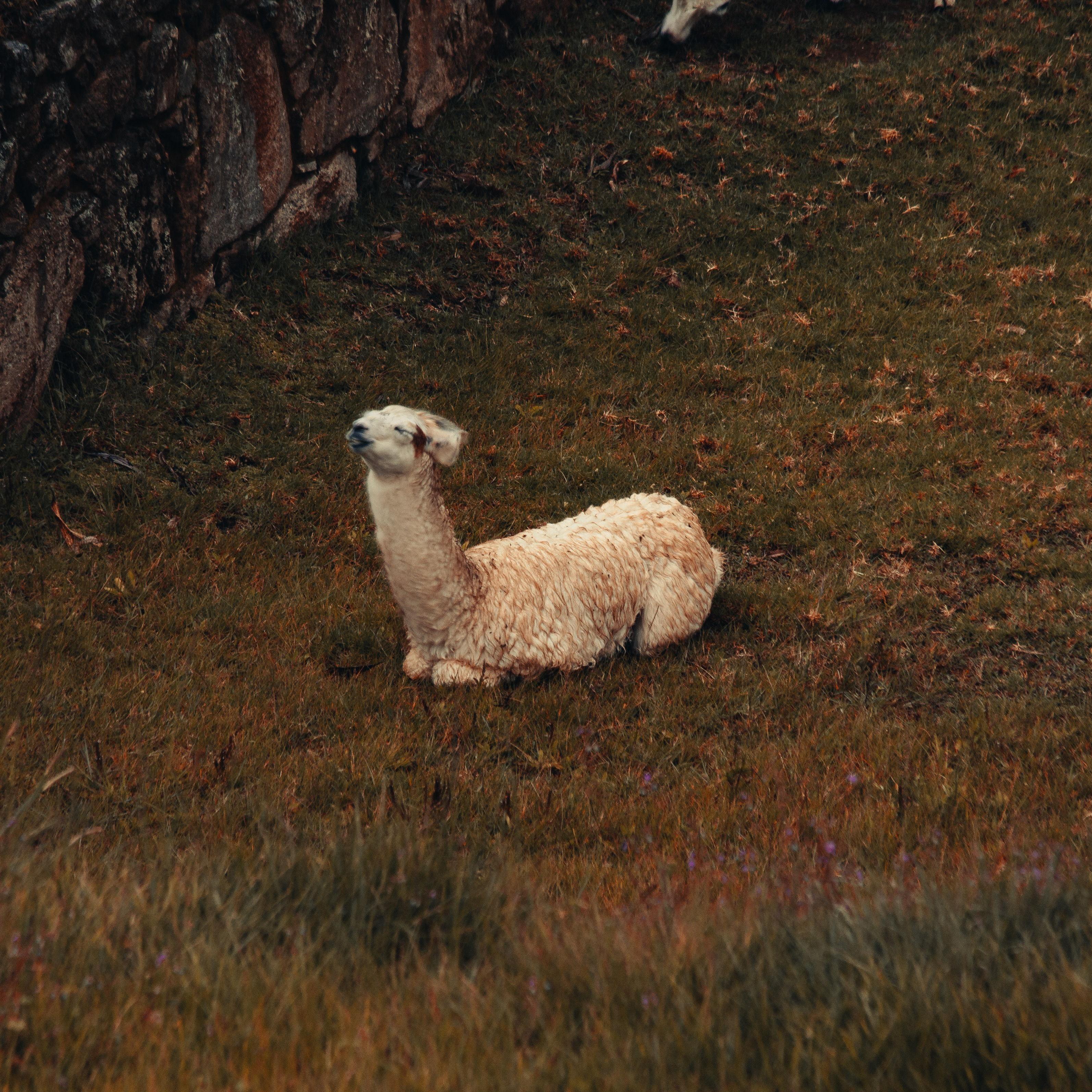 Alpaca resting in Macchu Picchu