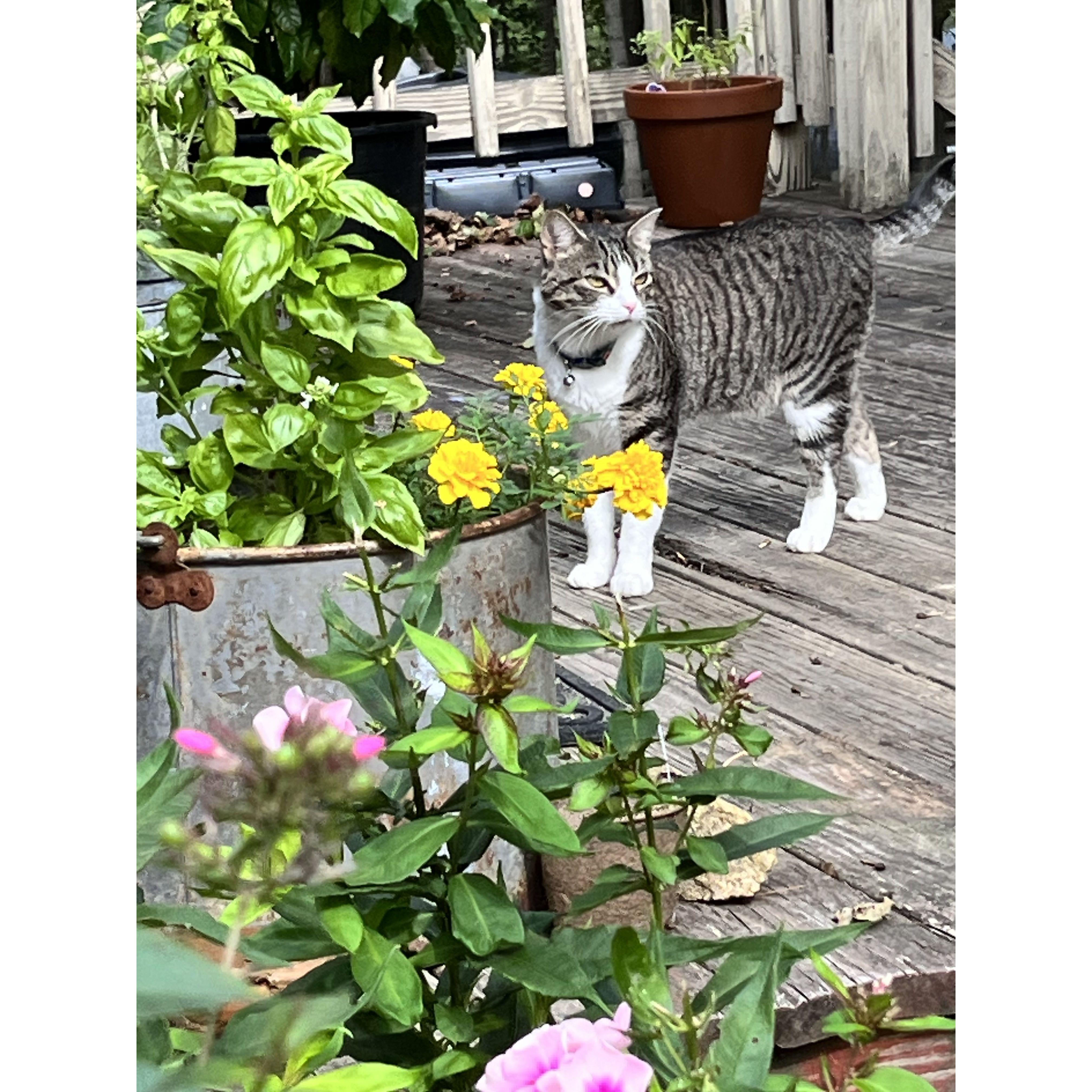 Lily our cat (she came with us from Costa Rica)