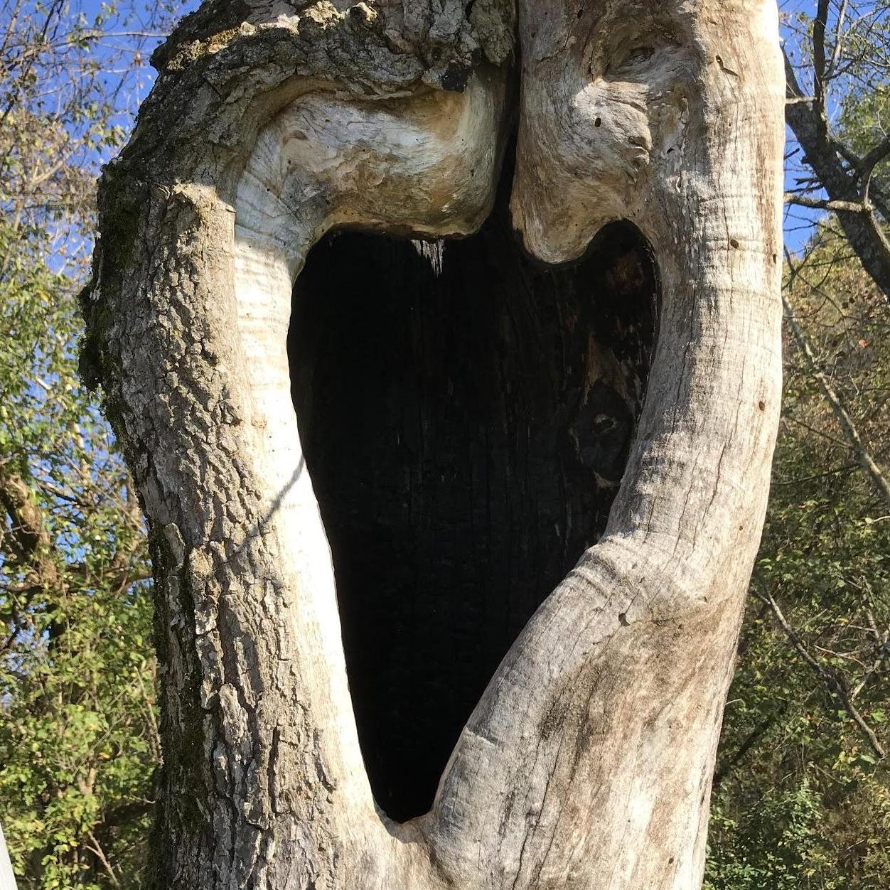 Will saw this tree while he was working. He snapped this photo and sent it to me because it looked like a heart!