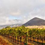 Edna Valley Wine Tasting