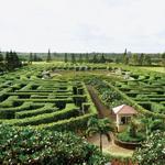 Dole Plantation