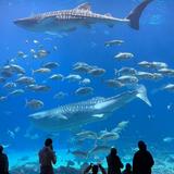 Georgia Aquarium