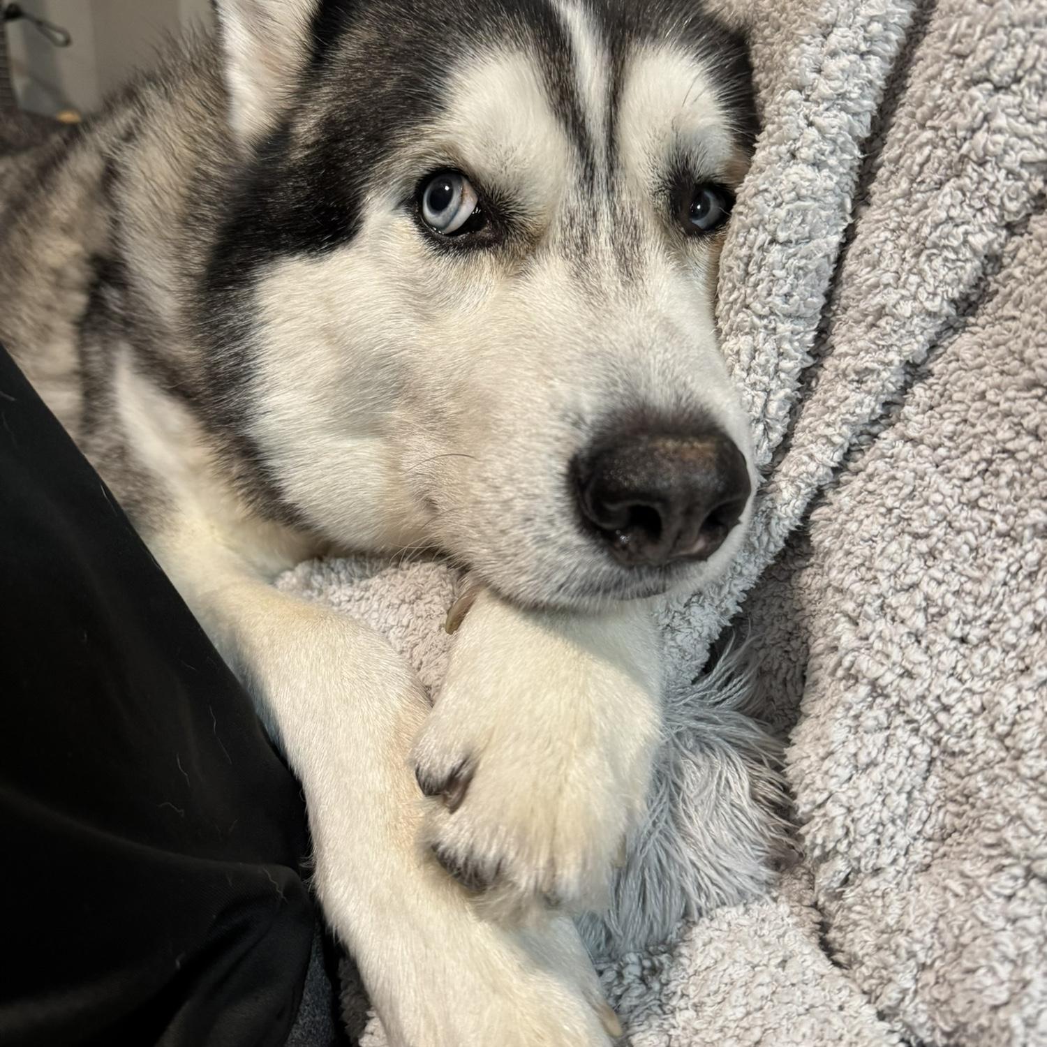 balto!