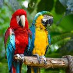 Zoológico de Cali