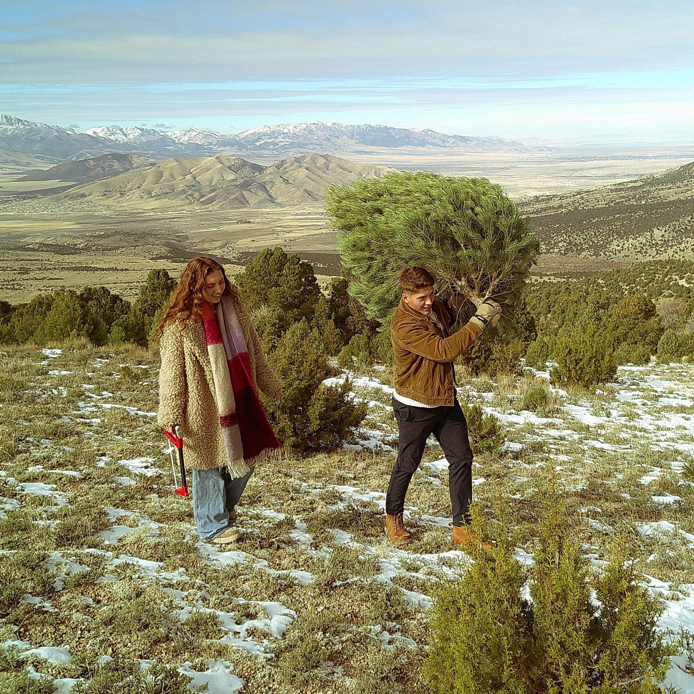 November 2024 - We got a fiancé and a tree all in one day.