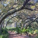 Welaka State Forest Mud Spring Trail