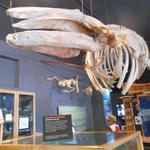 The Whale Museum