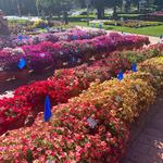 CSU Annual Flower Trial Gardens